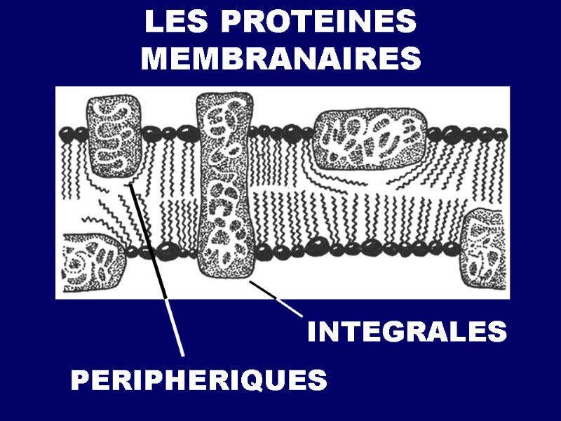 LES PROTEINES MEMBRANAIRES INTEGRALES PERIPHERIQUES